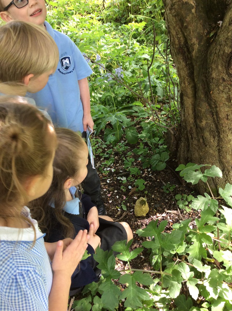 Bramford_GST's tweet photo. Year 1 made use of our newly improved outdoor area! Identifying and naming trees, investigates leaves, bark, blossom and roots and counted the tree rings to see how old they were! They even found a fairy door hidden! #outdoorenvironment #highachievement https://t.co/Fr34iRxSV9