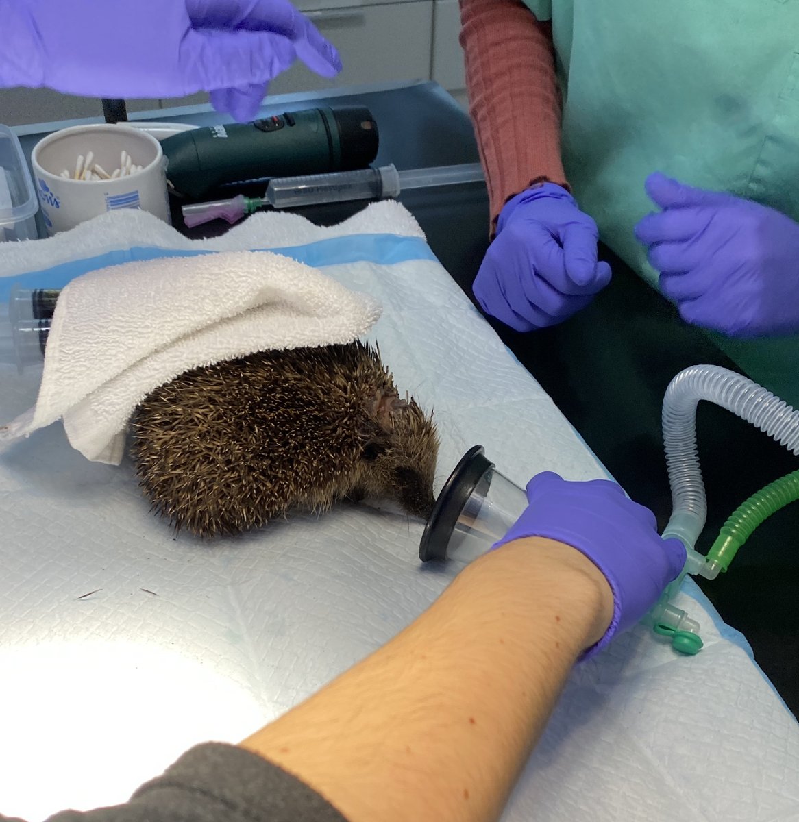 HAwildlife's tweet photo. Do or Die. We have seen a number of strimmer incidents this year. Hedgehogs often sleep flat in the borders of a garden or in long grass. Please check before you strim. Out vet team here are helping Ethel. #checkbeforeyoustrim https://t.co/HffuYenmgl https://t.co/Vol1ynFWUU