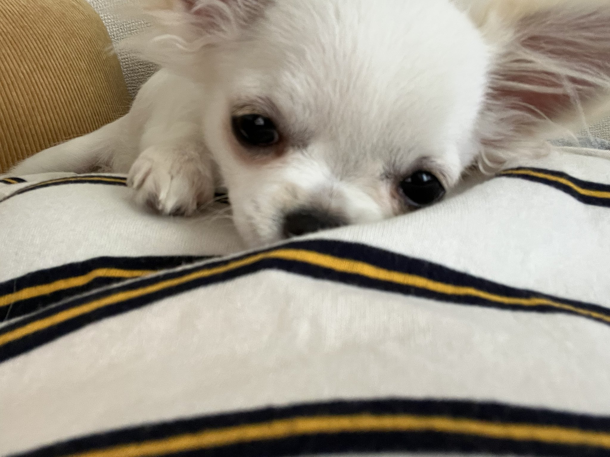 チワワのうに Uni 13 Twitter