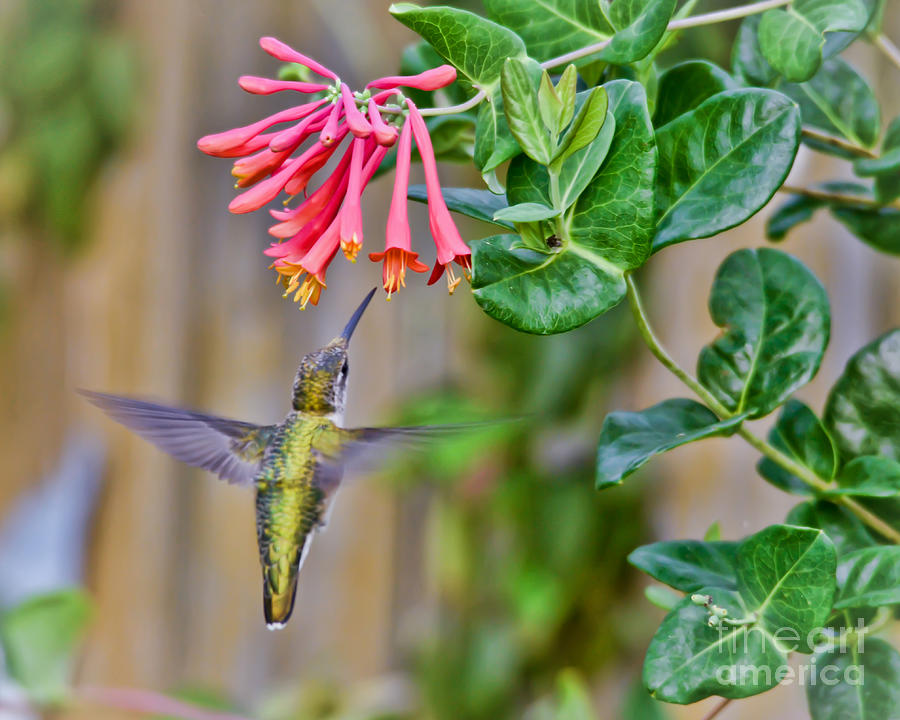 KerriFar's tweet photo. “Live in the sunshine, swim the sea, drink the wild air.” - Emerson #quote ~ https://t.co/r45rSKyBYr ~ #HummingbirdMoments #NewRiverNature ~ https://t.co/K1QKxkwSM1 https://t.co/gEX6cGCRQ2