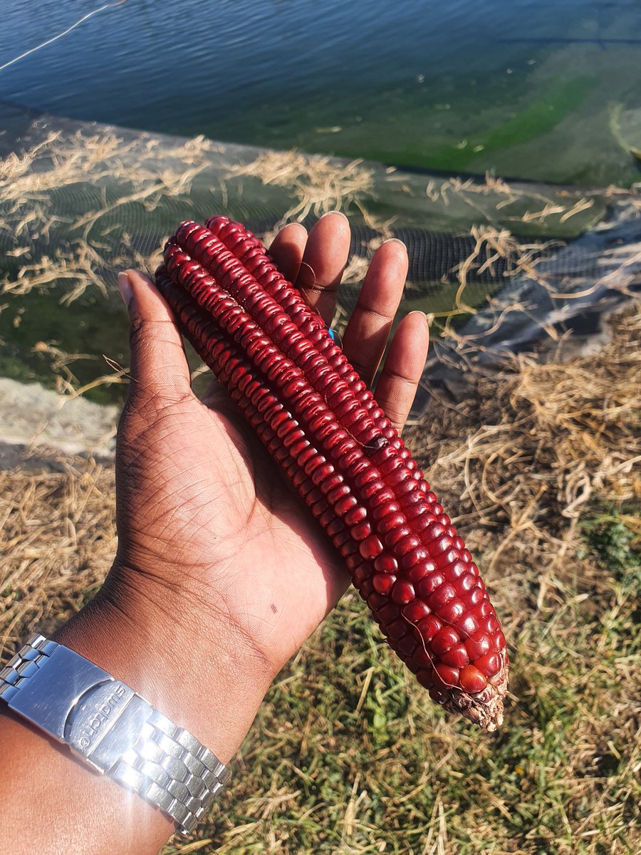 _Mulako's tweet photo. Gorgeous #localseed https://t.co/mx34i7HTdl