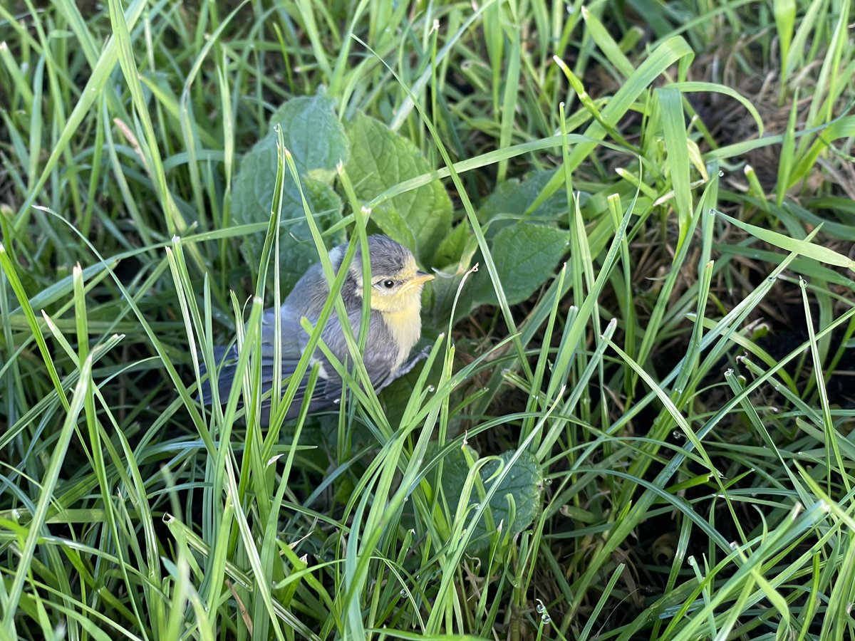 No1FarmerJake's tweet photo. #NatureFriendlyFarmingWeek #fledgling #bluetits enjoying the morning sun https://t.co/KnS8lgzIYu