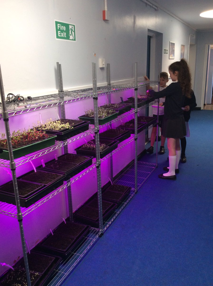 Our first harvest of our microgreens to use in our salad bar at lunch today #foodforthefuture #microgreens #microherbs @findlocalfood @PrincesTrust @ClarenceHouse @jimmysfarm @gupinderlalli @kitchenbee @foodexplorers @BBCFOOD  @microgreens @MicrogreensInfo @hughfw