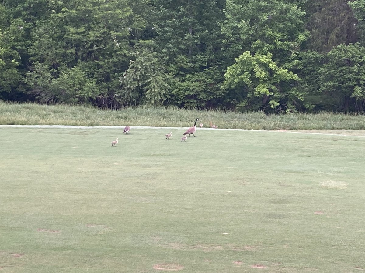 Kahitegolf's tweet photo. 8:30am LGA9 shotgun with hole location 2 and carts are 90 degrees. #18 will remain closed today. Regular play off the front after the tournament. Getting closer to completion, sod coming Friday! https://t.co/J5KKZpB0IU