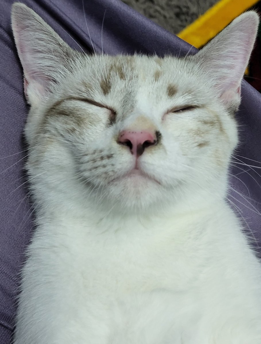 tompi_mj_cat's tweet photo. @memesiwish ...but don't wake me... https://t.co/fc8X1SXHZS