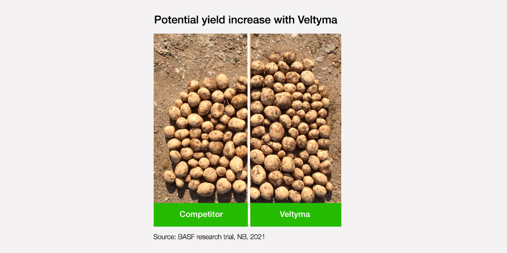 BASFAgSolutions's tweet photo. Protect your potatoes and take advantage of this offer for 2022. With the purchase of two cases (160 acres) of #Veltyma fungicide, qualify to receive a weather station to keep tabs on your local weather conditions. Terms and conditions apply: https://t.co/7lxczBj6yg
 #CdnAg https://t.co/yAtIUmOZlc