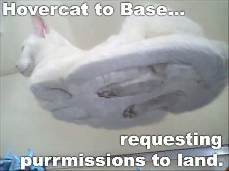 FurBearers's tweet photo. Happy Tuesday! ๐พ #hovercat https://t.co/Zi56jEOl6S