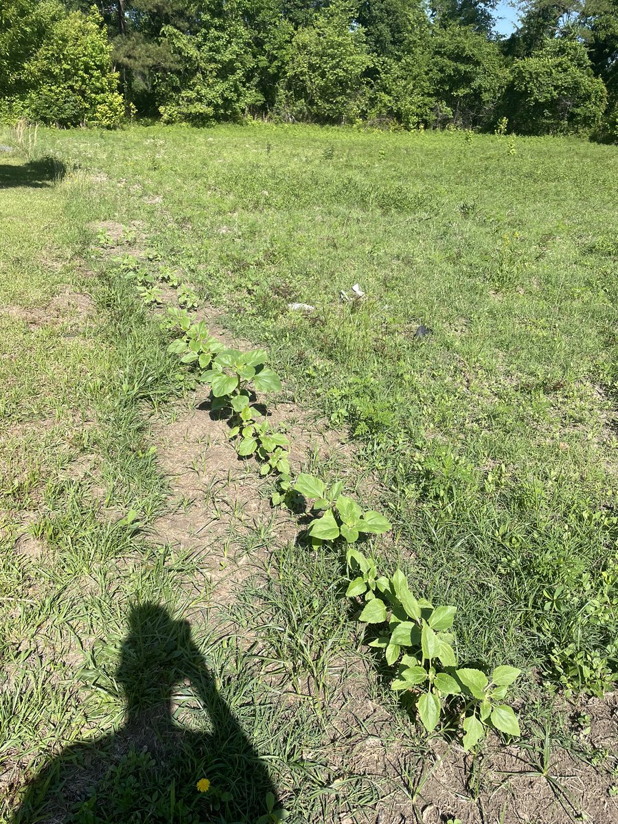 CaraT80sbaby's tweet photo. My sunflowers 🌻 #GardeningTwitter #myfirstgarden😊 https://t.co/1W6NTlM9Z8