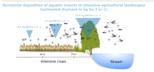 UMR_IGEPP's tweet photo. [OurNewPaper] Assessing spatial deposition of aquatic subsidies by insects emerging from agricultural streams

#agroecosystem #insect 

▶️https://t.co/Wi3d2vsIQp https://t.co/ahAOtn7zCa