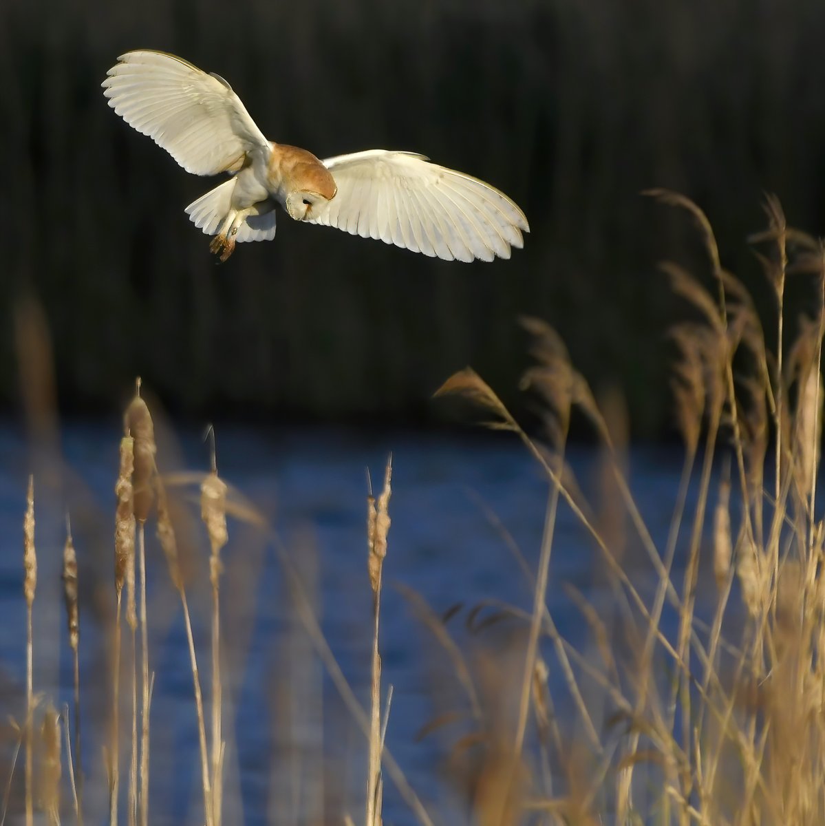 CarlBovisNature's tweet photo. Barn Owl by the lake.. 😍🦉 https://t.co/BsbqmbhWQX