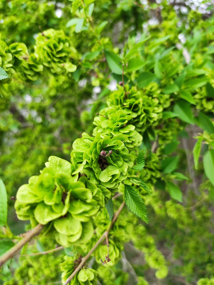 chiffrygaming's tweet image. #IRL #photo #PocoX3 #TheCapturedCollective