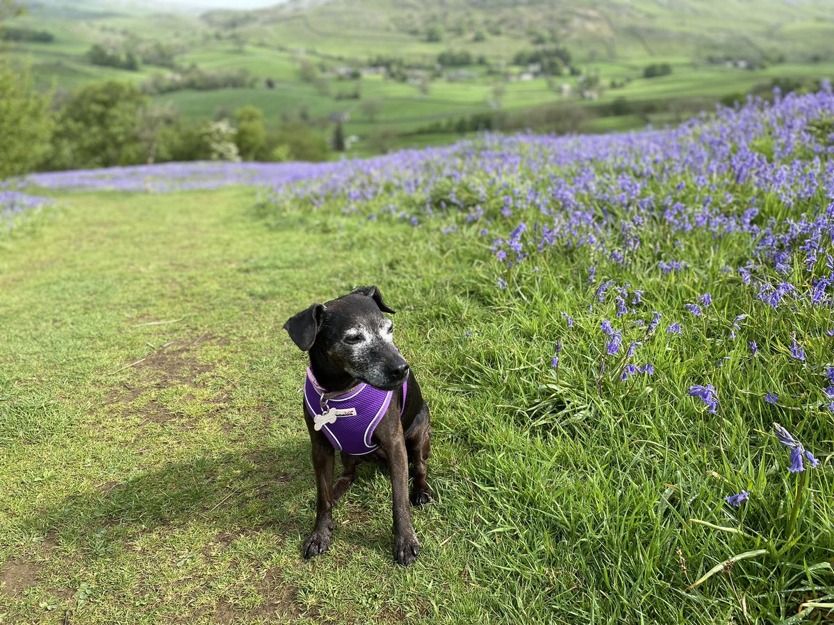 IvoriesStrings1's tweet photo. “the belle of the blue bells”
Making the most of a last minute lesson cancellation this morning! #timeout #whennotteaching https://t.co/uwfN2iwAZG