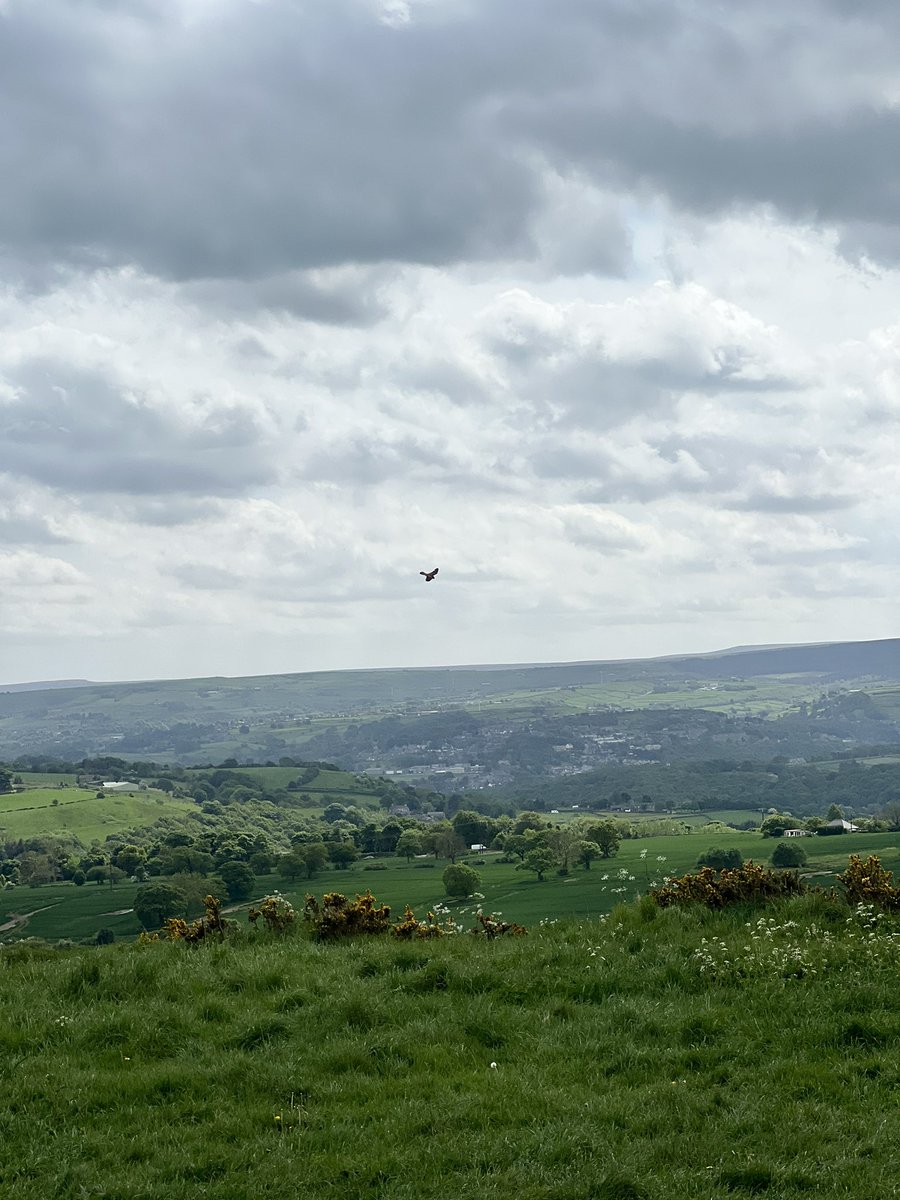 SIRKnighty tweet media