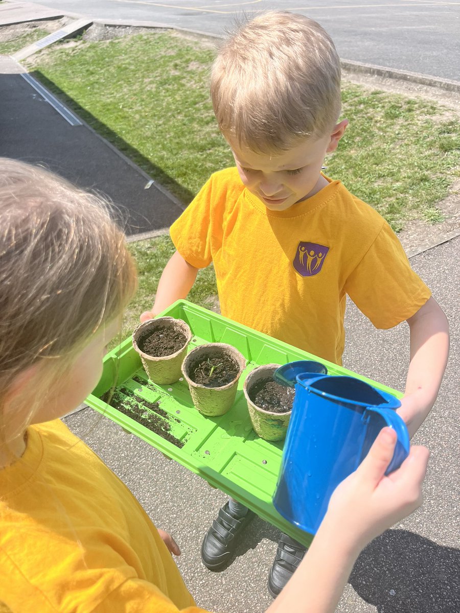 MissEParsons's tweet photo. In Science this week, we have been investigating the effects of water, no water, sunlight and no sunlight on the growth of our sunflowers🌻 @PrimaryElaine @ScienceEps @IPAT_Edu https://t.co/gIiJZDYG2f