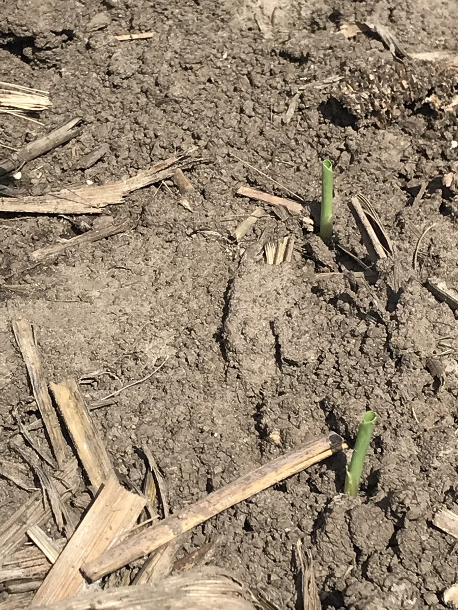 DKAS_NIL's tweet image. Northern IL CBA @tom_wells159 was busy taking some emergence notes yesterday and stated, “DKC115-33 SSPRO showing some emergence muscle, on strip-till, corn on corn near Hoople. Up in 6 days!” #Bayer4IL #SSPro #Winninghasroots
