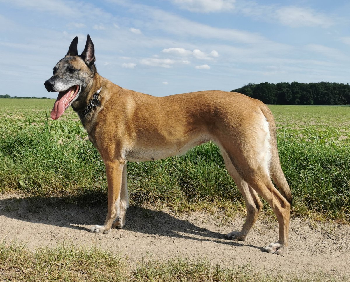 Baghi161's tweet photo. MaliFan's Mali Mädchen ❤️❤️
#Maligator #MaliPower #Malinois #BelgianShepherd https://t.co/LJ9Z06OX0r