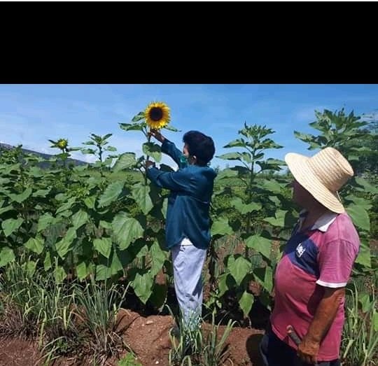 MaraEle68135360's tweet photo. #Cuba se engrandece hoy cuando nuestro campesinado celebra la firma de la Ley que dignificó la familia de nuestros campos y la organización que los representa ANAP.#Cuba_ ANAP.#CubaViveEnLosCampesinos.
#ProvinciaGranma.
@RafaelSantiesteban.
@TeresaBoue
@CapoNapoles. https://t.co/EQ3trCPrjQ