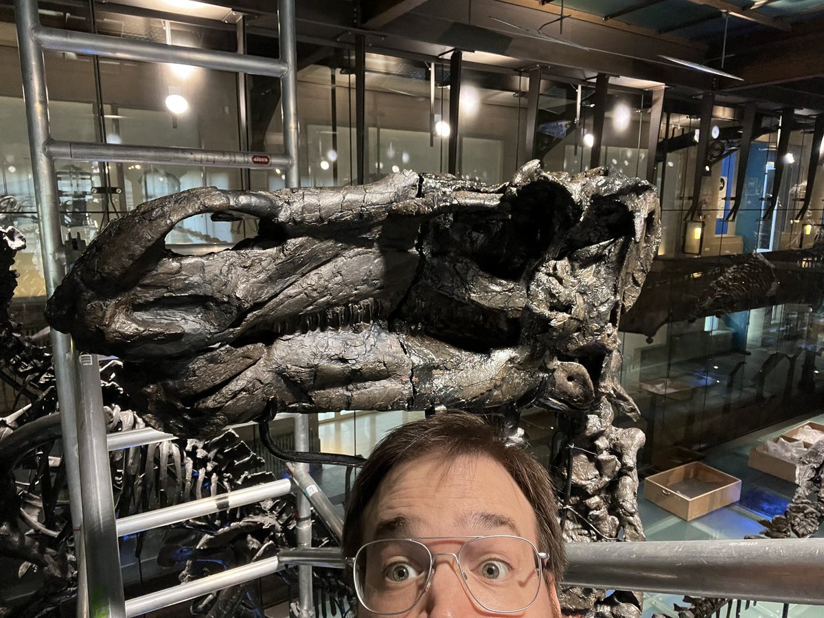 The skull is up again! We have finished to scan the entire specimen, and now the holotype can be viewed again in all of its glory! Come to @RBINSmuseum to visit us and see the historical collection of the Bernissart Iguanodon!