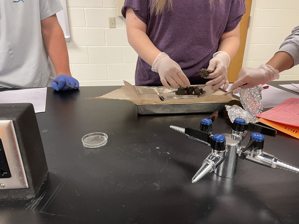 ehmyrick's tweet photo. Dissections upon dissections #apbio #pigs #honorsbio #owlpellets @NewKentStrong https://t.co/gLyQRVvHzz