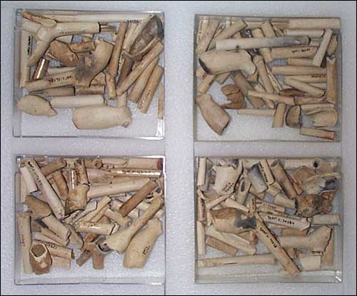 broken clay pipes from the 18th century in a styrofoam tray
