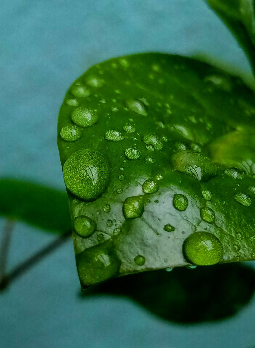 Liveinorganic's tweet photo. True joy of nature is when every drop of water shines like a pearl.
.
.
.
#waterdrops #macro #nature #photography #drops #water #naturephotography #macrophotography #waterdroplets #waterdrop #perfection #photooftheday #waterdropphotography #rain #raindrops #flowers #drop https://t.co/En4iKj0VCX