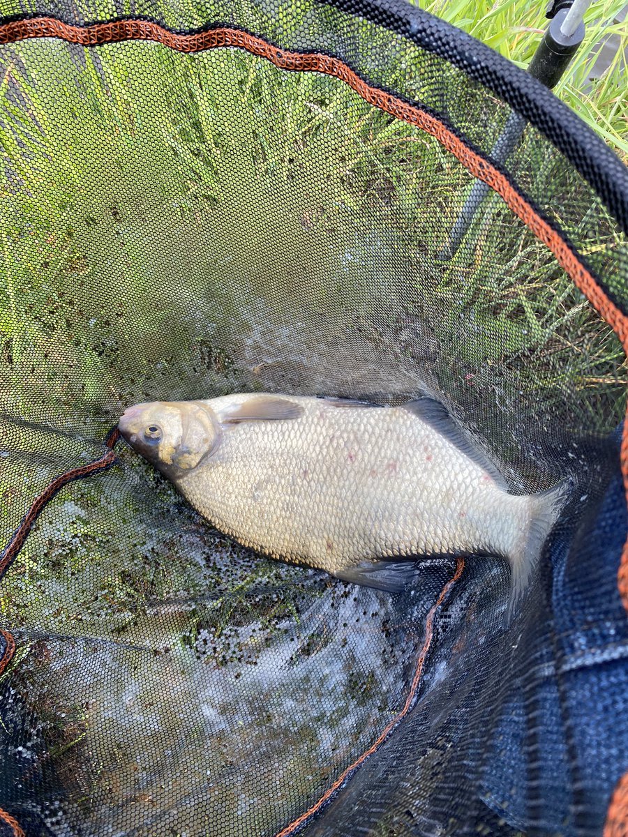 _wilfredd's tweet photo. De toppers van vandaag
#hengelsport
#feederen
#methodfeeder
#shimano
#witvis
#brasem
#twentekanaal
๐๐๐ https://t.co/akCHlfqLeQ