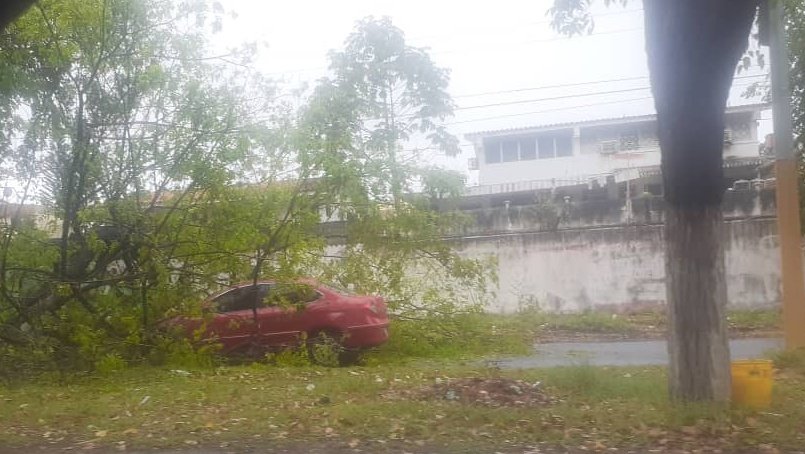 MalvadoElvis's tweet photo. #ReporteMalvado
¡PRECAUCIÓN!
Desde distintos puntos de la ciudad reportan árboles caídos productos de precipitaciones.

Tramo desde Torre Loreto hasta Redoma Chilemex cerrado. 
--
#Pzo #17May #Lluvias https://t.co/3Gl05JdSUU