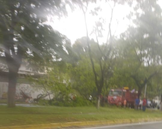 MalvadoElvis's tweet photo. #ReporteMalvado
¡PRECAUCIÓN!
Desde distintos puntos de la ciudad reportan árboles caídos productos de precipitaciones.

Tramo desde Torre Loreto hasta Redoma Chilemex cerrado. 
--
#Pzo #17May #Lluvias https://t.co/3Gl05JdSUU