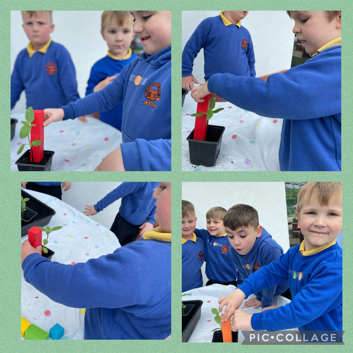 bhvcprimary's tweet photo. How many blocks tall is your sunflower? 🌈🌻 #estimate #measuring #data #growingwell 👌☀️🌧🌱 https://t.co/DjeKrx7R0U