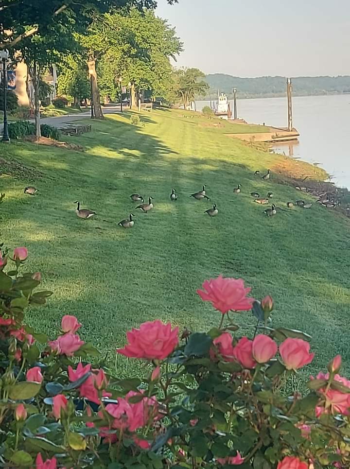 kyblueblood's tweet photo. Beautiful Tuesday Morning
in Augusta, Kentucky
#AmericanQueenVoyages
#ohioriverarttrail
#riverwalkcampground
#LVAKentucky
#augustadistillery
#augustaky
#ohioriverrecreationaltrail
#BakerBirdWinery
#kentuckyliving
#brackencountyky https://t.co/lF0tXVCfUs