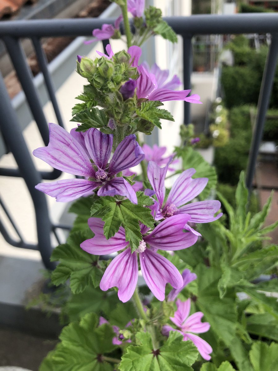 Tacitussi's tweet photo. Letzter Arbeitstag vor dem Urlaub letzter Kaffee (leckerer von #saurusrösterei) im Homeoffice. Kurze Pause auf dem Balkon.
Dort blüht alles so schön …
#lavendelliebe
#unknownflower
#takeyourtime https://t.co/SimzmxNNfb