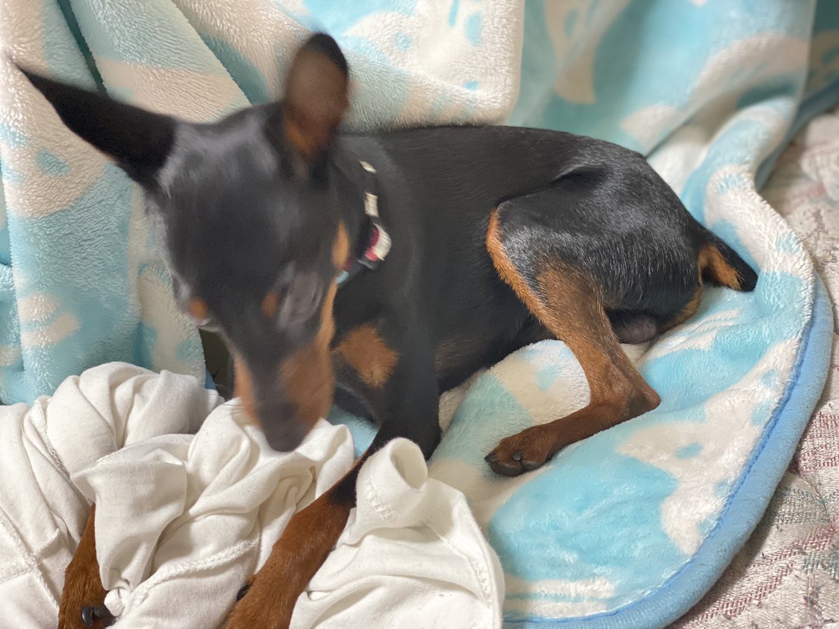 KING_1529's tweet photo. #犬/#ミニピン/脱ぎたての服を全力で守るイッヌ https://t.co/z2oPpXKX98