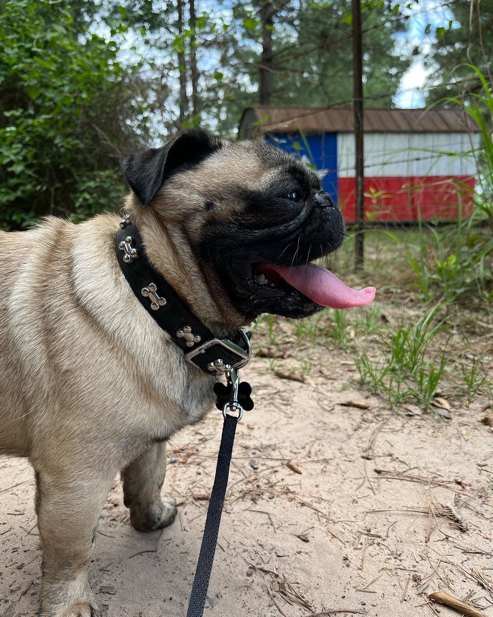 kellicrypto's tweet photo. What’s up Twitter Fam! Princeton says GM! #pug #pugs #pugsoftwitter #kellicrypto #texas #dog #dogsoftwitter #dogs #texasmade💪🏽 #cryptopug🤣 https://t.co/iHkVCbDIuO