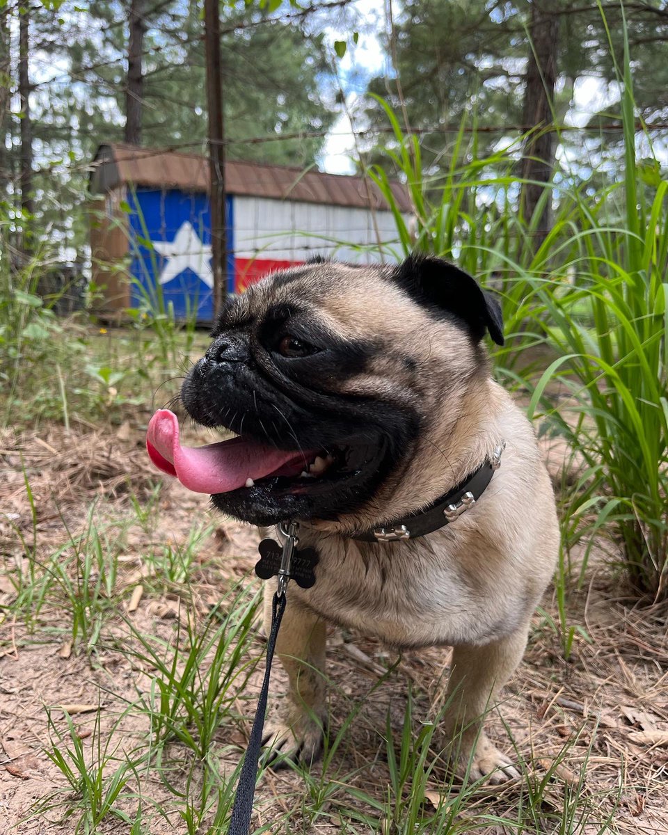 kellicrypto's tweet photo. What’s up Twitter Fam! Princeton says GM! #pug #pugs #pugsoftwitter #kellicrypto #texas #dog #dogsoftwitter #dogs #texasmade💪🏽 #cryptopug🤣 https://t.co/iHkVCbDIuO