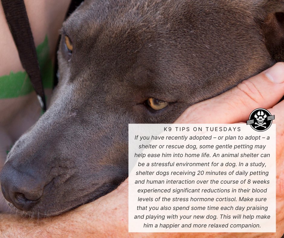 workingdogmag's tweet photo. #K9TipsonTuesdays
If you have recently adopted a shelter or rescue dog, some gentle petting may help ease him into home life.
#tipsontuesday #tuesdaytips #tips #mansbestfriend #doglife #doglover #k9family #workingdog #dog #dogs #canine #thinlinemedia #workingdogmagazine https://t.co/sKb63k94yD
