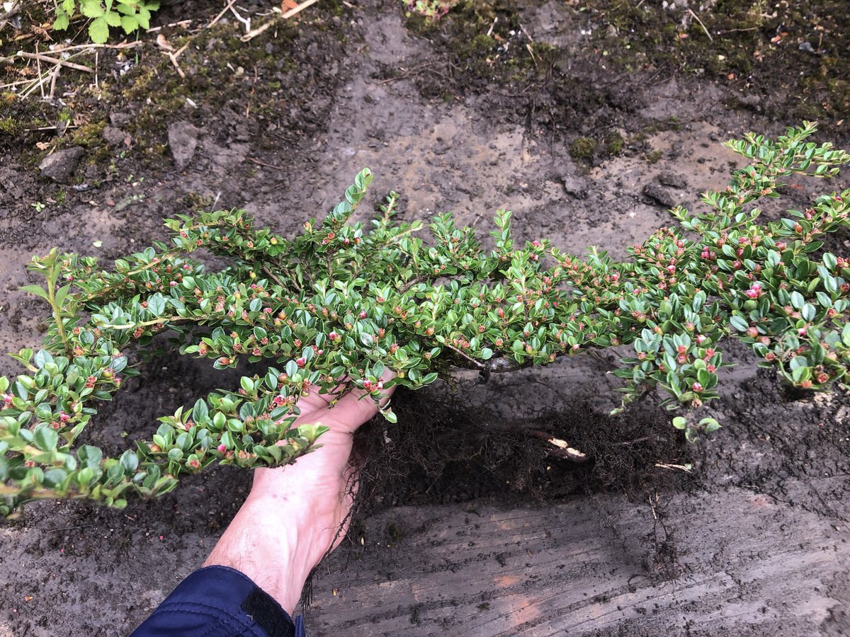 JKSLtd's tweet photo. Plants are able to grow in poor conditions, especially #invasivespecies such as this small Cotoneaster. Seeds have blown into cracks of the concrete slab from a nearby mature plant, germinated &amp; established a new plant with roots extending beneath to collect nutrient #INNSweek https://t.co/x2YOCtmD0w