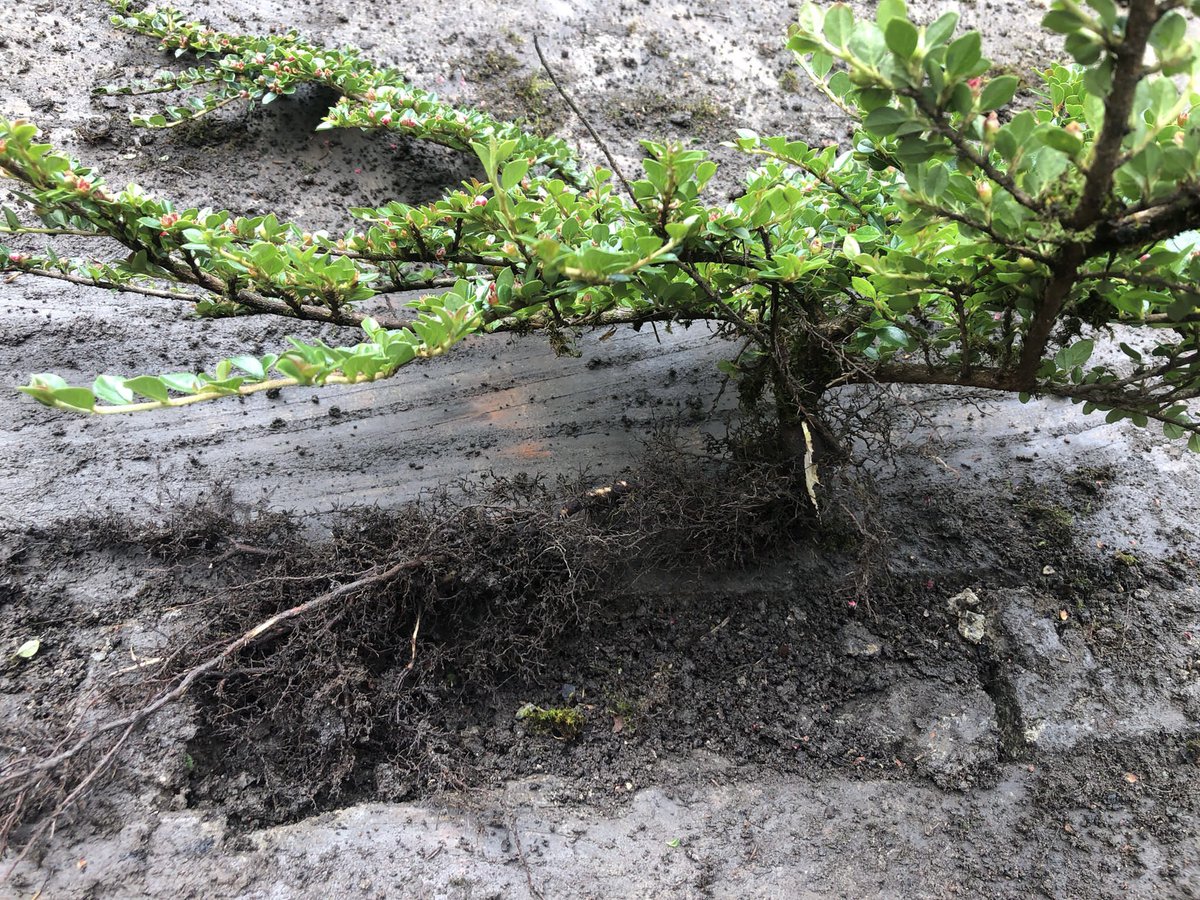 JKSLtd's tweet photo. Plants are able to grow in poor conditions, especially #invasivespecies such as this small Cotoneaster. Seeds have blown into cracks of the concrete slab from a nearby mature plant, germinated &amp; established a new plant with roots extending beneath to collect nutrient #INNSweek https://t.co/x2YOCtmD0w