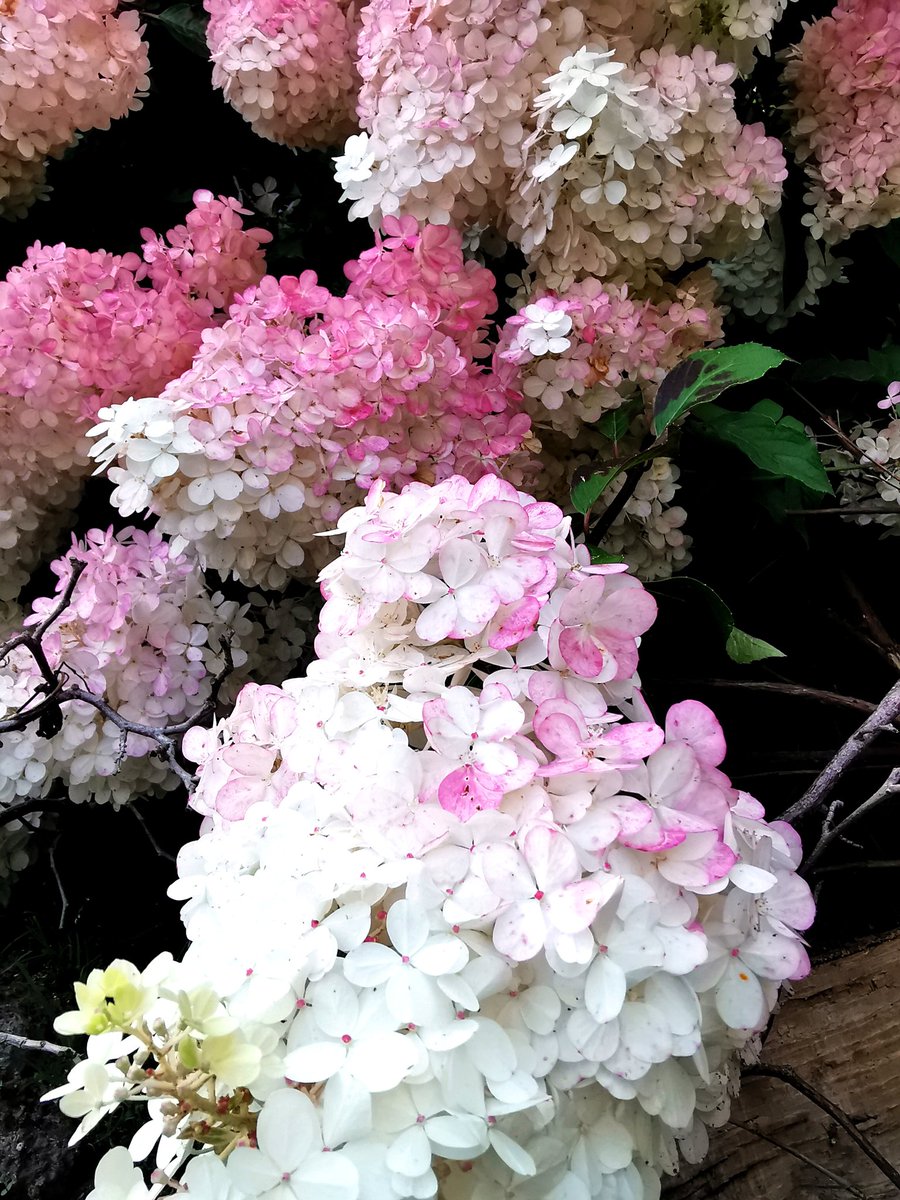 Robjeweer tweet media