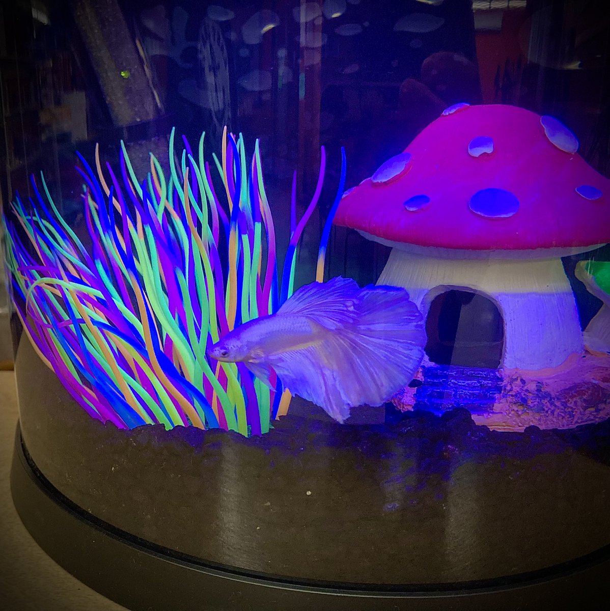 MsCassieFBJH's tweet photo. And I will be called ‘Tenshi’!!!
Quite enjoying his new home at the FBJH Library!
#fbjh #Bettafish #japanesebetta #petsmart #API https://t.co/mO7m9p1y61