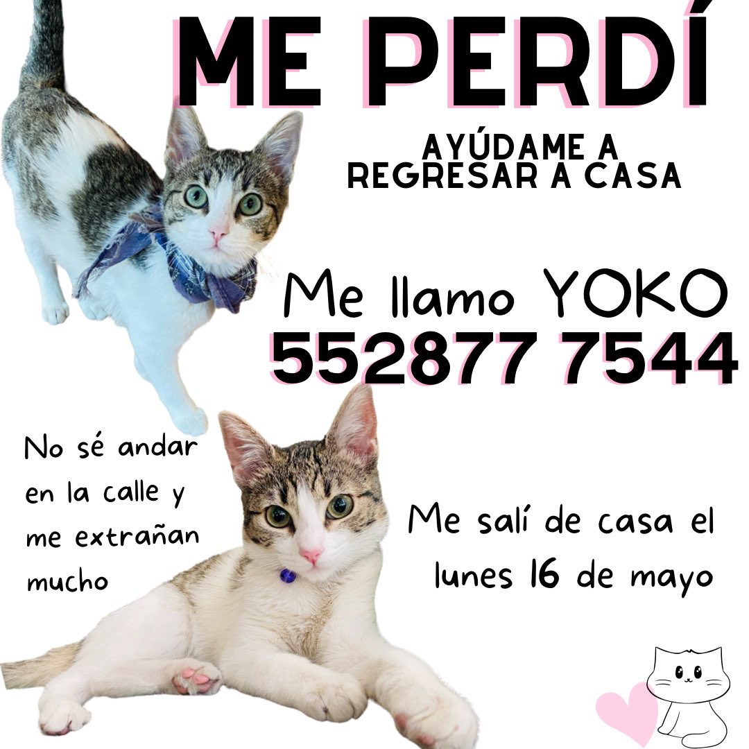 danae_rojas's tweet photo. Porfa ayúdanos a encontrar a Yoko, se perdió en #CampestreChurubusco #GatosPerdidosCDMX #CDMX #coyoacan #sebusca @sebuscaCdMx @MininoMx #gatoperdido @LaCampestre_Ch @unidoscampestre https://t.co/NqjbNcil2F