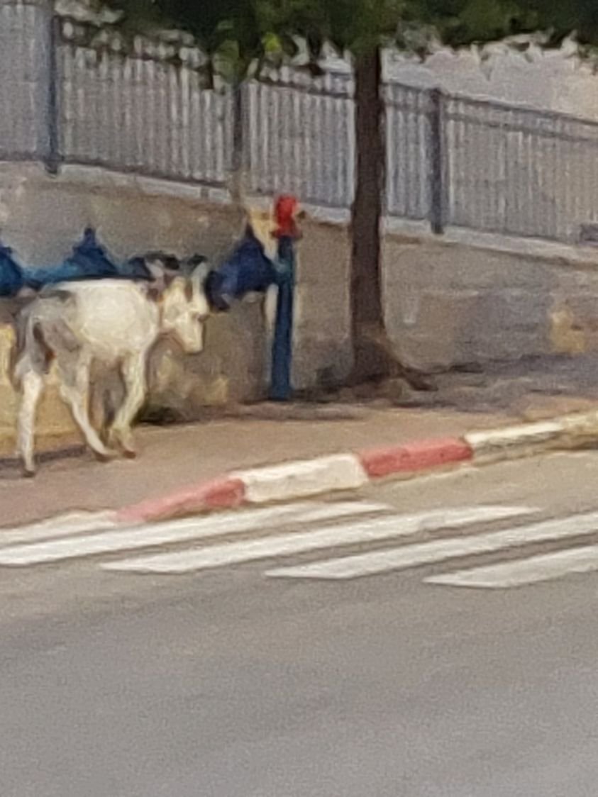 theteachpreach's tweet photo. Had to run an errand in a kibbutz near my house. I get out of the car and there's a donkey just ambling up the sidewalk. And everyone's acting like this is perfectly normal. Somehow I don't think living on a kibbutz is for me. https://t.co/UbH34Cl8og