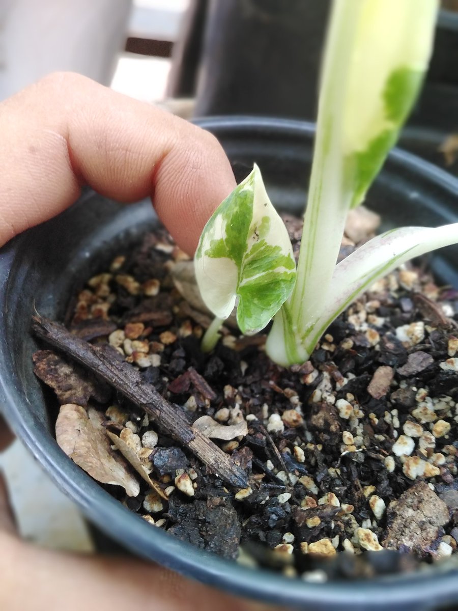 diego02aragon's tweet photo. #MartesDeBrotes
Tengo varios que mostrar amigos, el que mas me gusta es el de la hoja variegada, es pequeñísima, salió apenas hace una semana.
#alademurcielago
#helecho
#coladezorro

@wonder_m_r https://t.co/9Kfa6andR9