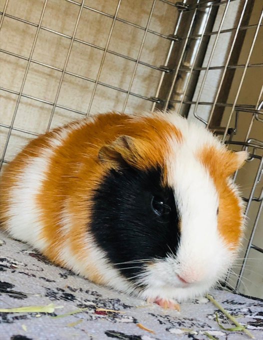 Twitterのコスプレ画像30