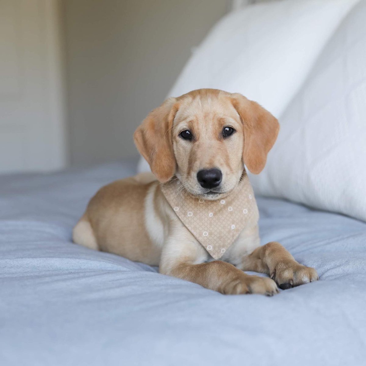 lovewithlabs's tweet photo. Good morning friends 💛🐾
#redfoxlabrador #redfoxlabs #labradorpuppy #labradorretriever #puppy https://t.co/mDbXh8q5kN