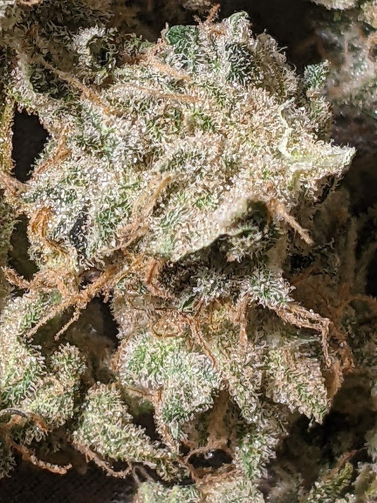 StonelyStrains's tweet photo. My #Chernobyl bred by #Subcool grown from clone. Crazy frosty and 20%+ yield for flower rosin. #CannabisCommunity #Mmemberville #growyourown https://t.co/UwvT4zMyBN