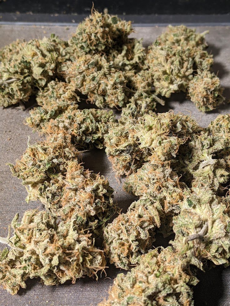 StonelyStrains's tweet photo. My #Chernobyl bred by #Subcool grown from clone. Crazy frosty and 20%+ yield for flower rosin. #CannabisCommunity #Mmemberville #growyourown https://t.co/UwvT4zMyBN