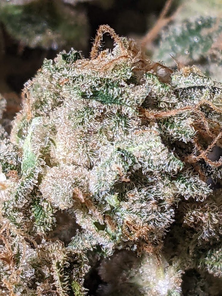StonelyStrains's tweet photo. My #Chernobyl bred by #Subcool grown from clone. Crazy frosty and 20%+ yield for flower rosin. #CannabisCommunity #Mmemberville #growyourown https://t.co/UwvT4zMyBN
