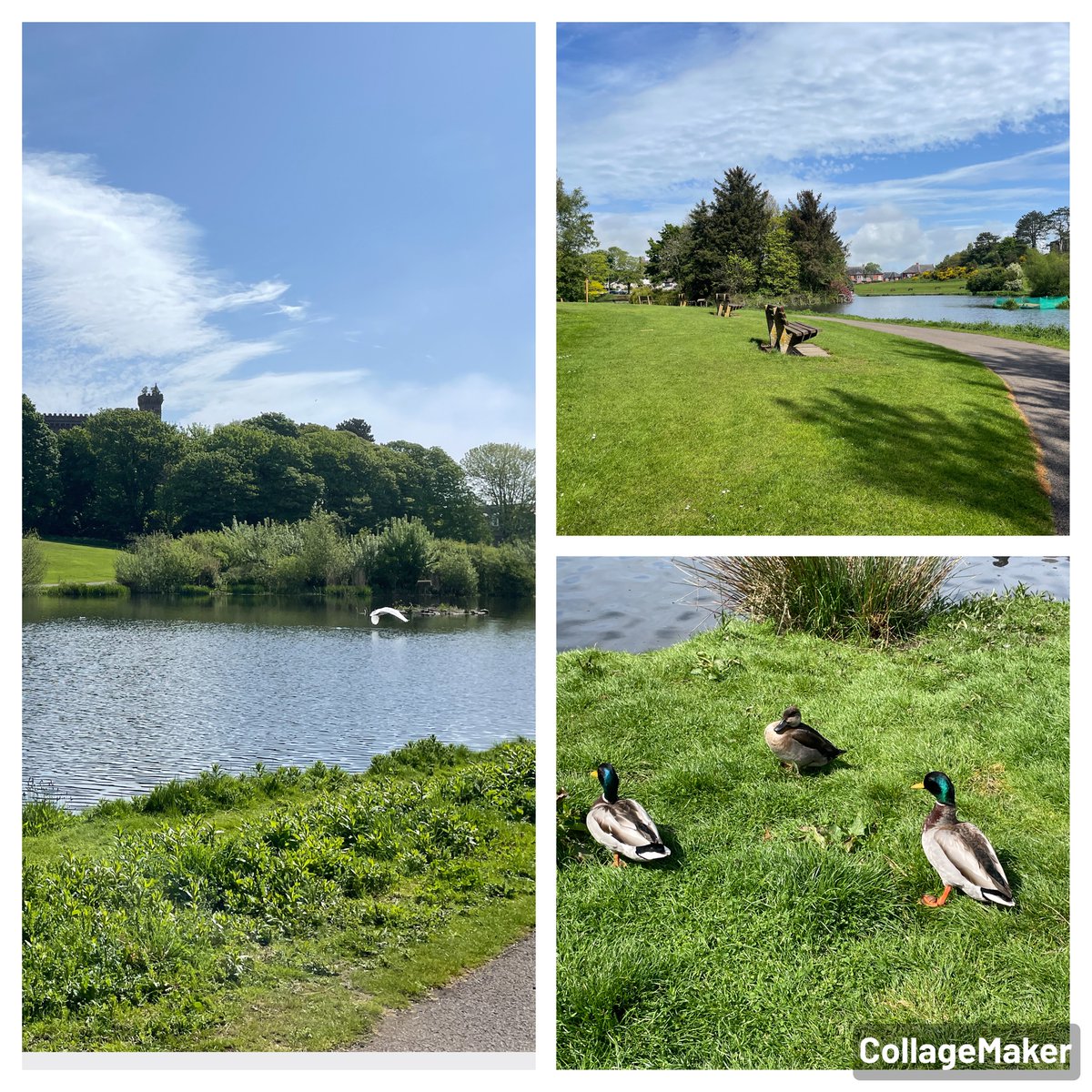 JanineWilson3's tweet photo. Keptie pond looking splendid today @Emmadw so lucky this is on our doorstep  #arbroath https://t.co/SkZeRBEg2W