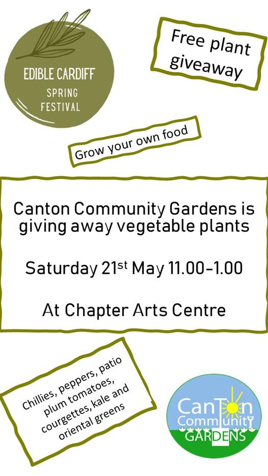 Canton Community Gardens is giving away vegetable plants, Saturday 21st May at Chapter Arts Centre, #Canton #EdibleCardiff Spring Festival