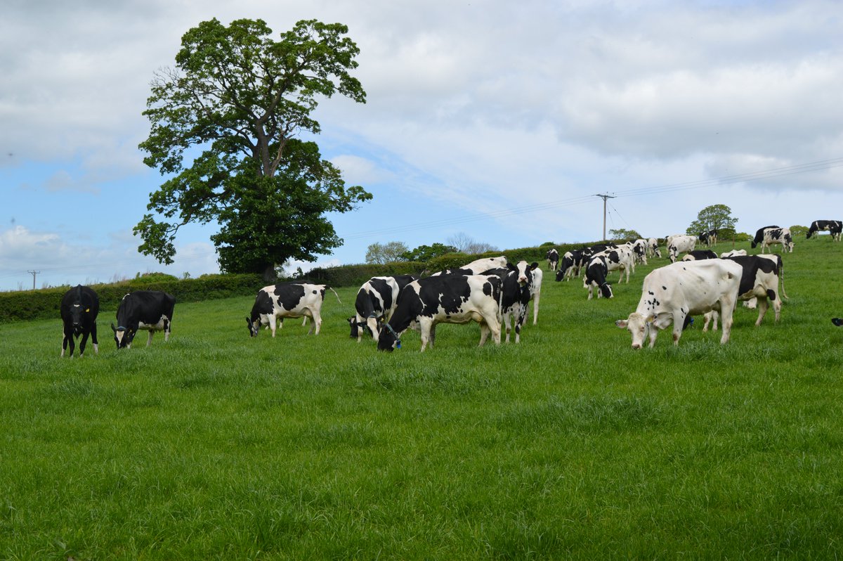 LesleyInnes3's tweet photo. What a great sight! @colegcambria Llysfasi cows looking great, that bit of rain has done the grass good too! 250 milkers mostly HF with a few Monty x Friesian, some now crossed with Norwegian Red too... Dairy team at Llysfasi doing really great🐄🌞 https://t.co/AcwNfpVsds